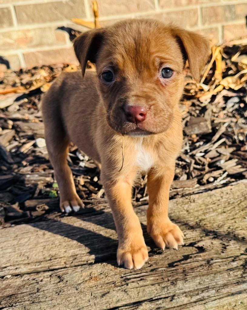 Sawyer — thumbnail 2