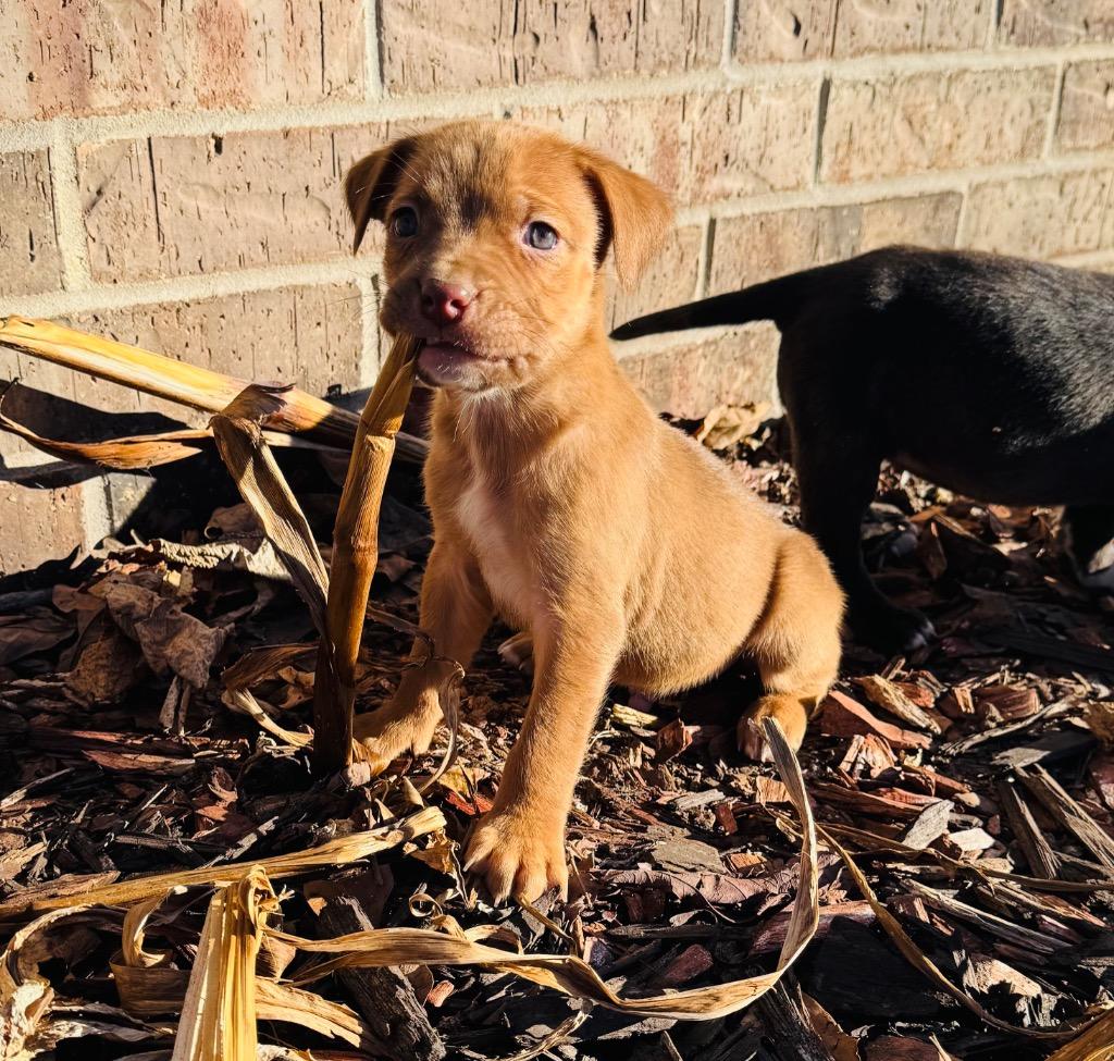 Sawyer — thumbnail 3