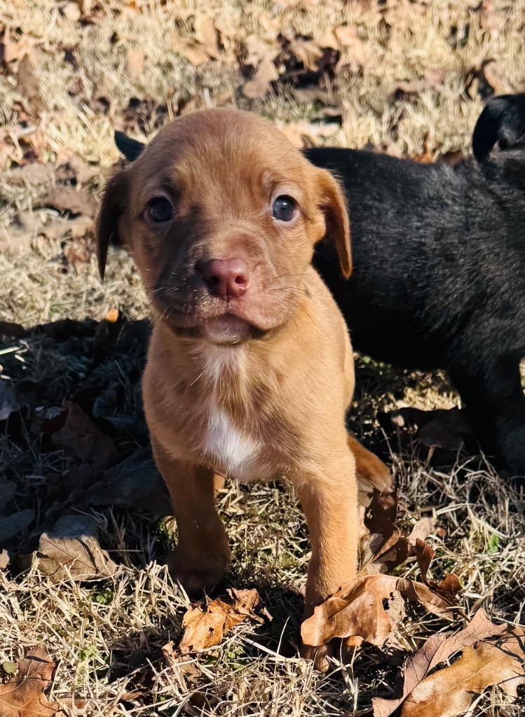 Sawyer — thumbnail 4