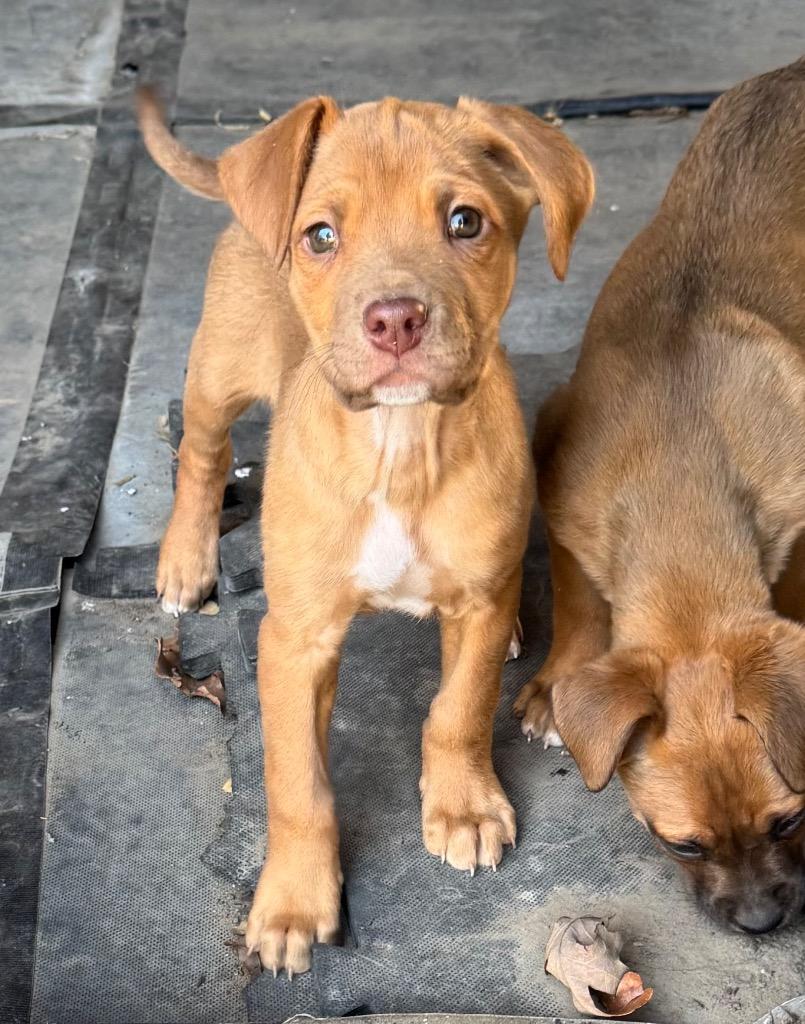 Sawyer — thumbnail 5