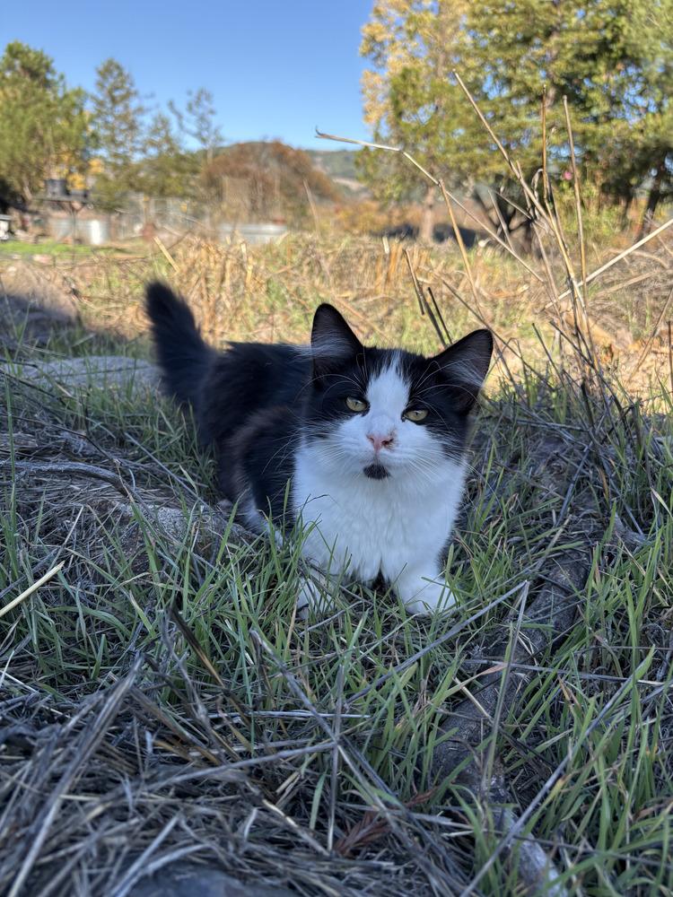 Enlarge Spot, a Adoptable mixed breed in Santa Rosa, CA image 1/6