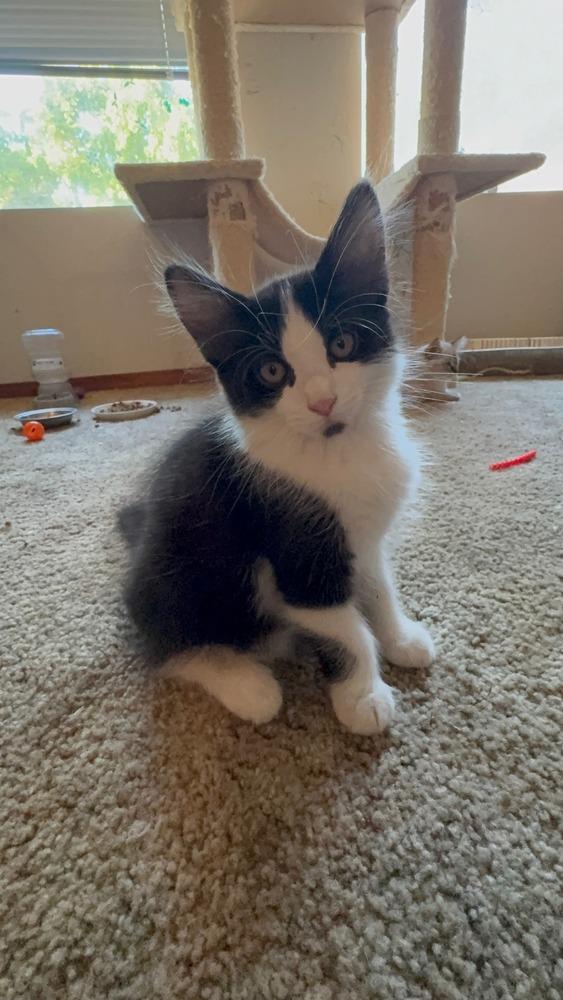 Enlarge Spot, a Adoptable mixed breed in Santa Rosa, CA image 2/6