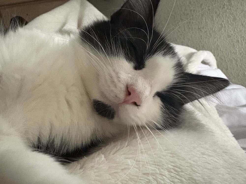 Enlarge Spot, a Adoptable mixed breed in Santa Rosa, CA image 3/6