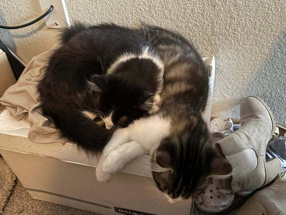 Enlarge Spot, a Adoptable mixed breed in Santa Rosa, CA image 4/6