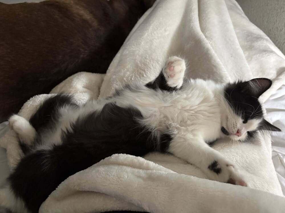 Enlarge Spot, a Adoptable mixed breed in Santa Rosa, CA image 5/6