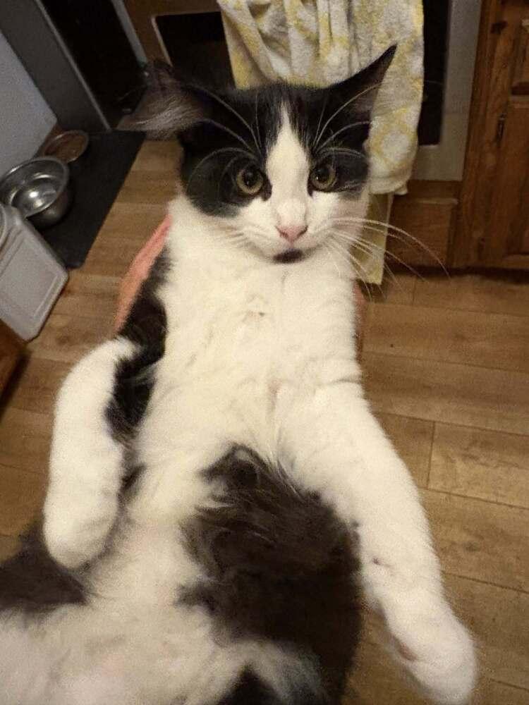 Enlarge Spot, a Adoptable mixed breed in Santa Rosa, CA image 6/6