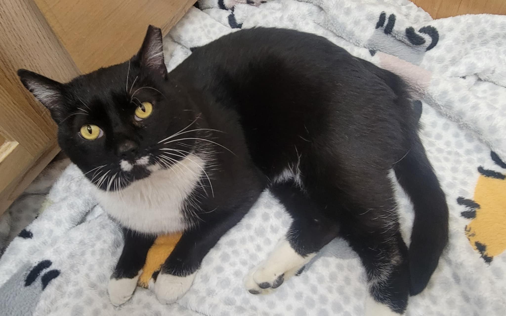 Romeo, an adoptable Domestic Short Hair in Yakima, WA, 98908 | Photo Image 4