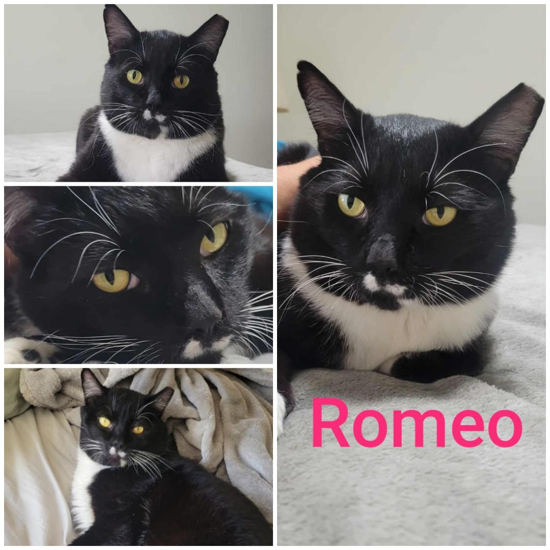 Romeo, an adoptable Domestic Short Hair in Yakima, WA, 98908 | Photo Image 1