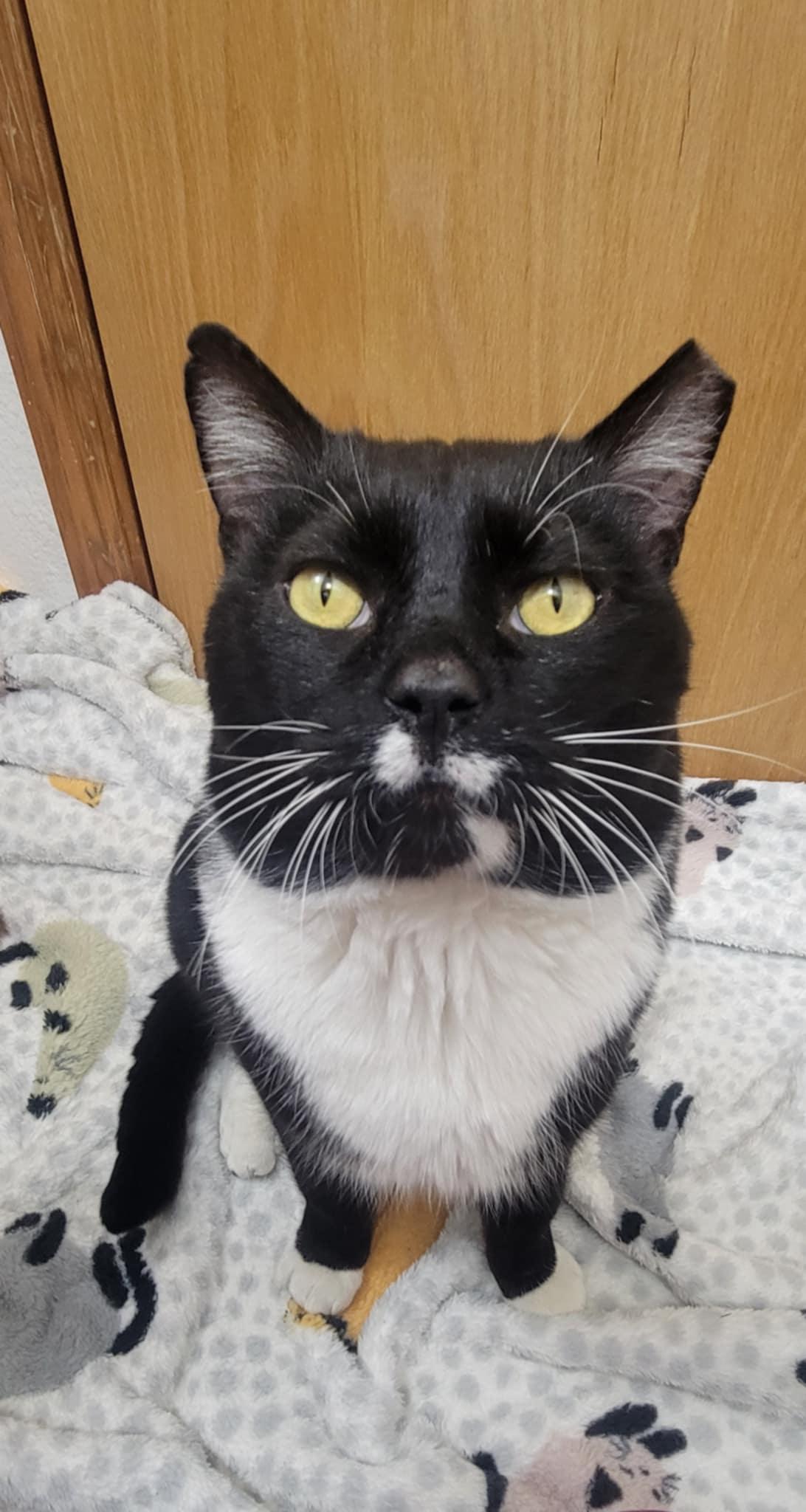 Romeo, an adoptable Domestic Short Hair in Yakima, WA, 98908 | Photo Image 5