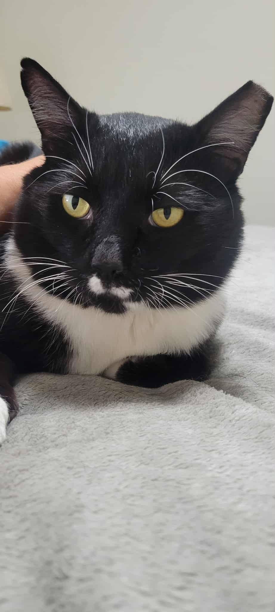 Romeo, an adoptable Domestic Short Hair in Yakima, WA, 98908 | Photo Image 2