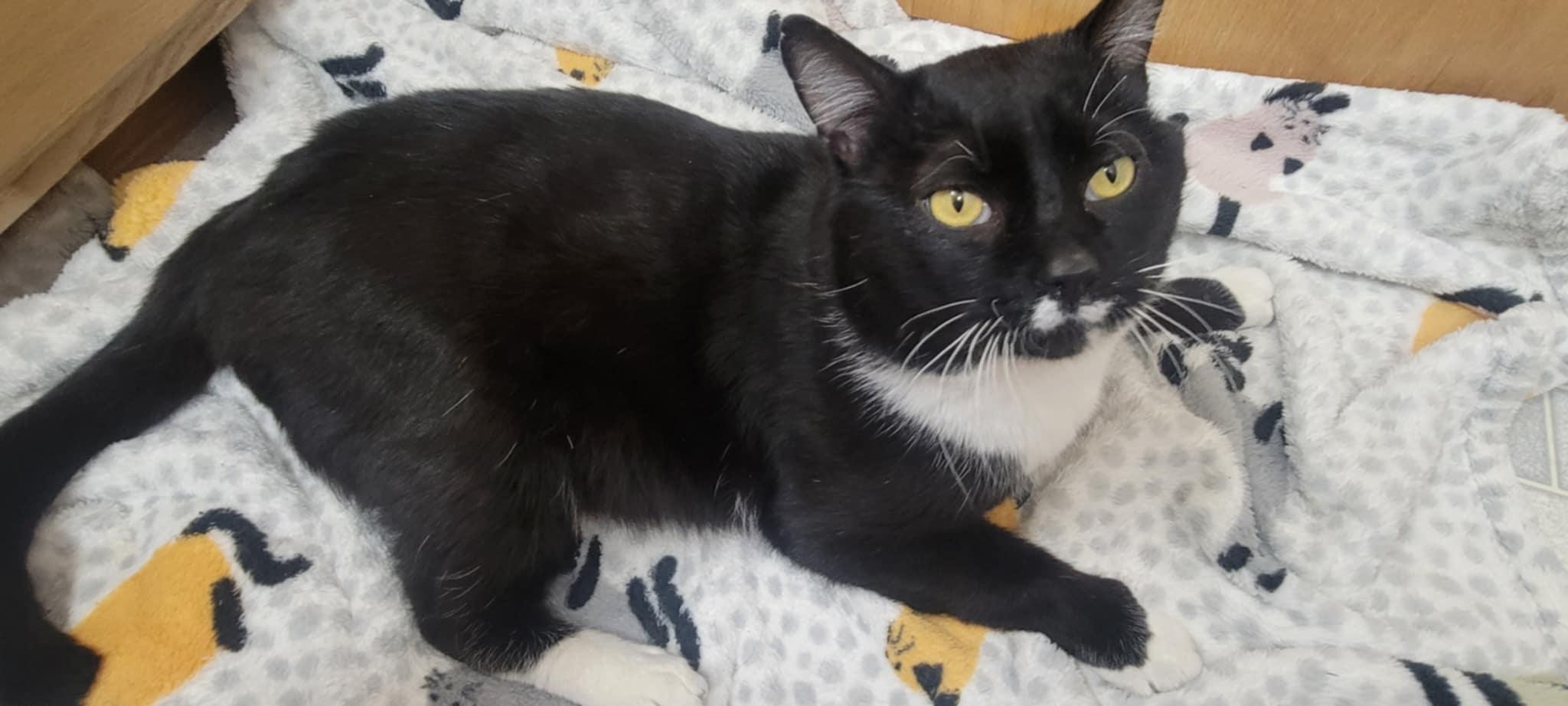 Romeo, an adoptable Domestic Short Hair in Yakima, WA, 98908 | Photo Image 3