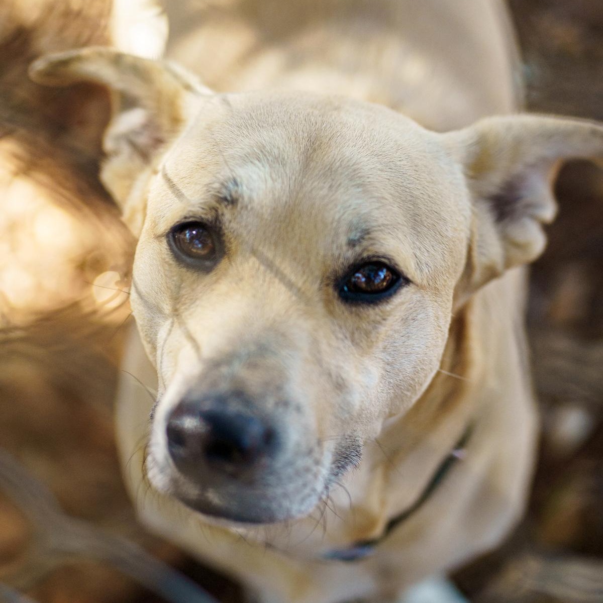 Cisco, a other mixed breed in Marble Falls, TX image 3/6