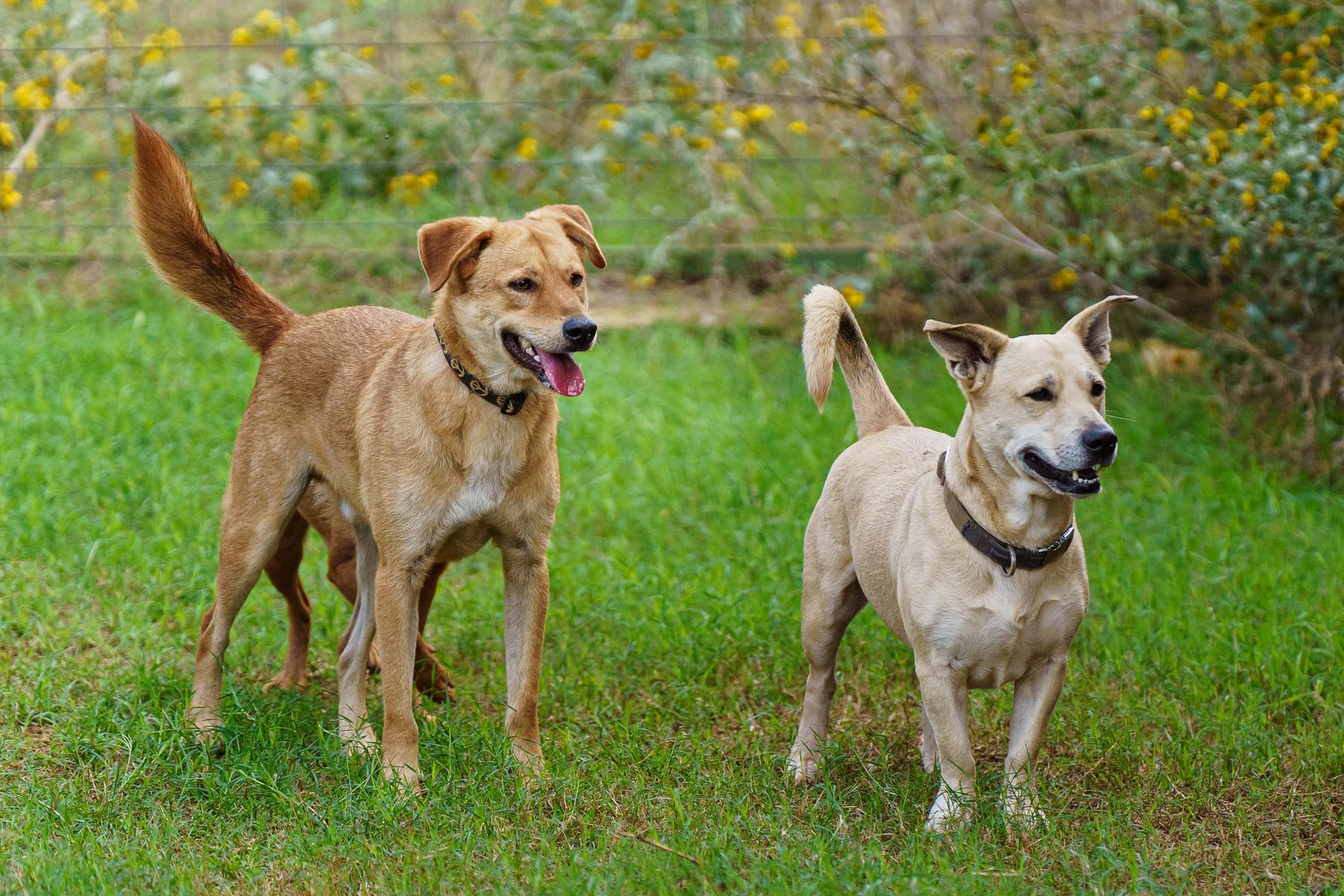 Cisco, a other mixed breed in Marble Falls, TX image 2/6