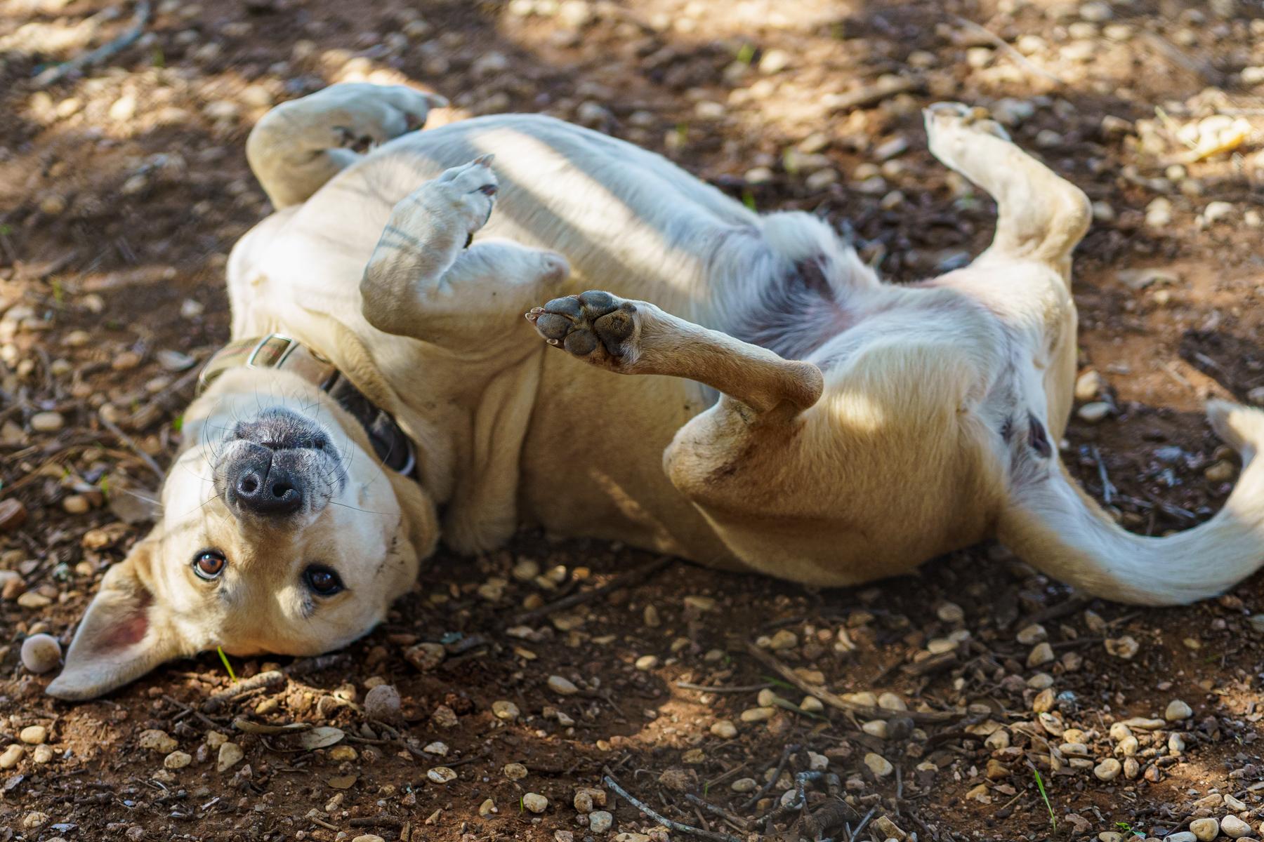 Cisco, a other mixed breed in Marble Falls, TX image 5/6