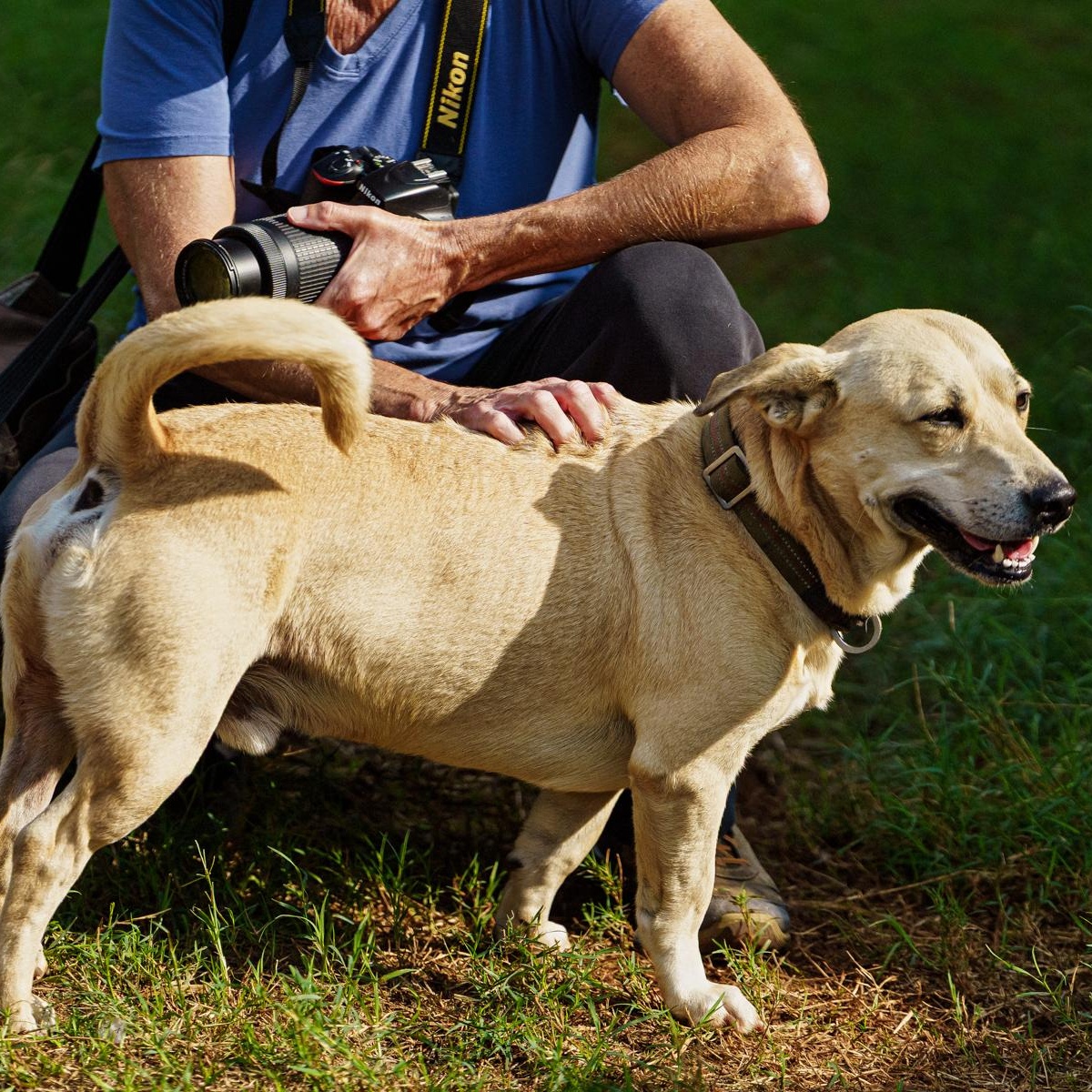 Cisco, Adoptable, Adult Male Labrador Retriever.