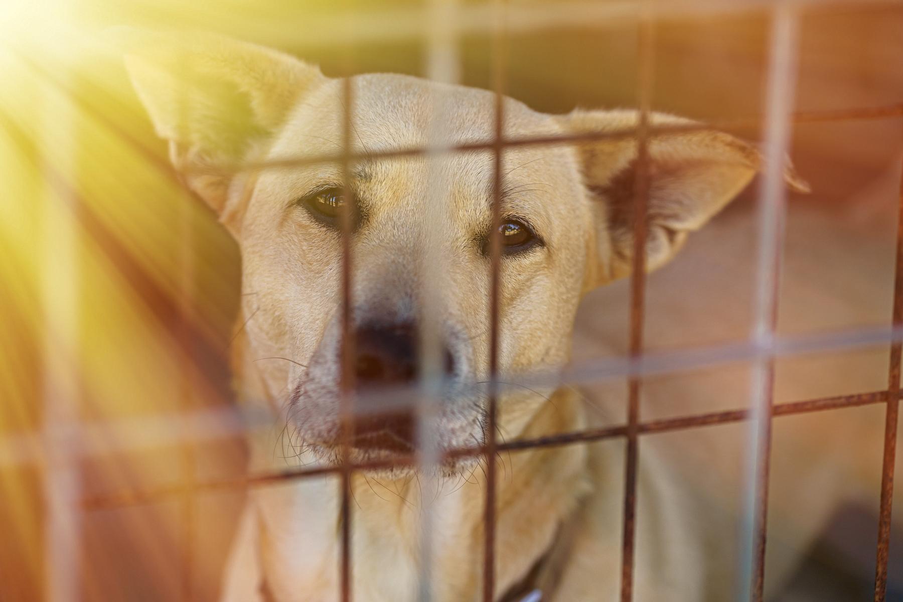 Cisco, a other mixed breed in Marble Falls, TX image 4/6
