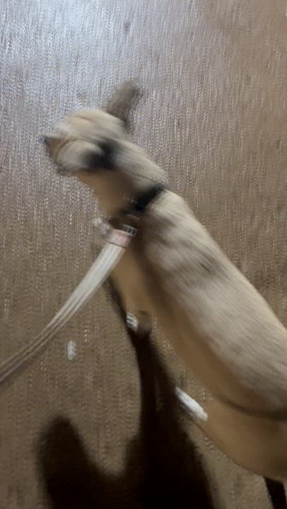 Enlarge Cisco, a other mixed breed in Marble Falls, TX video 6/6