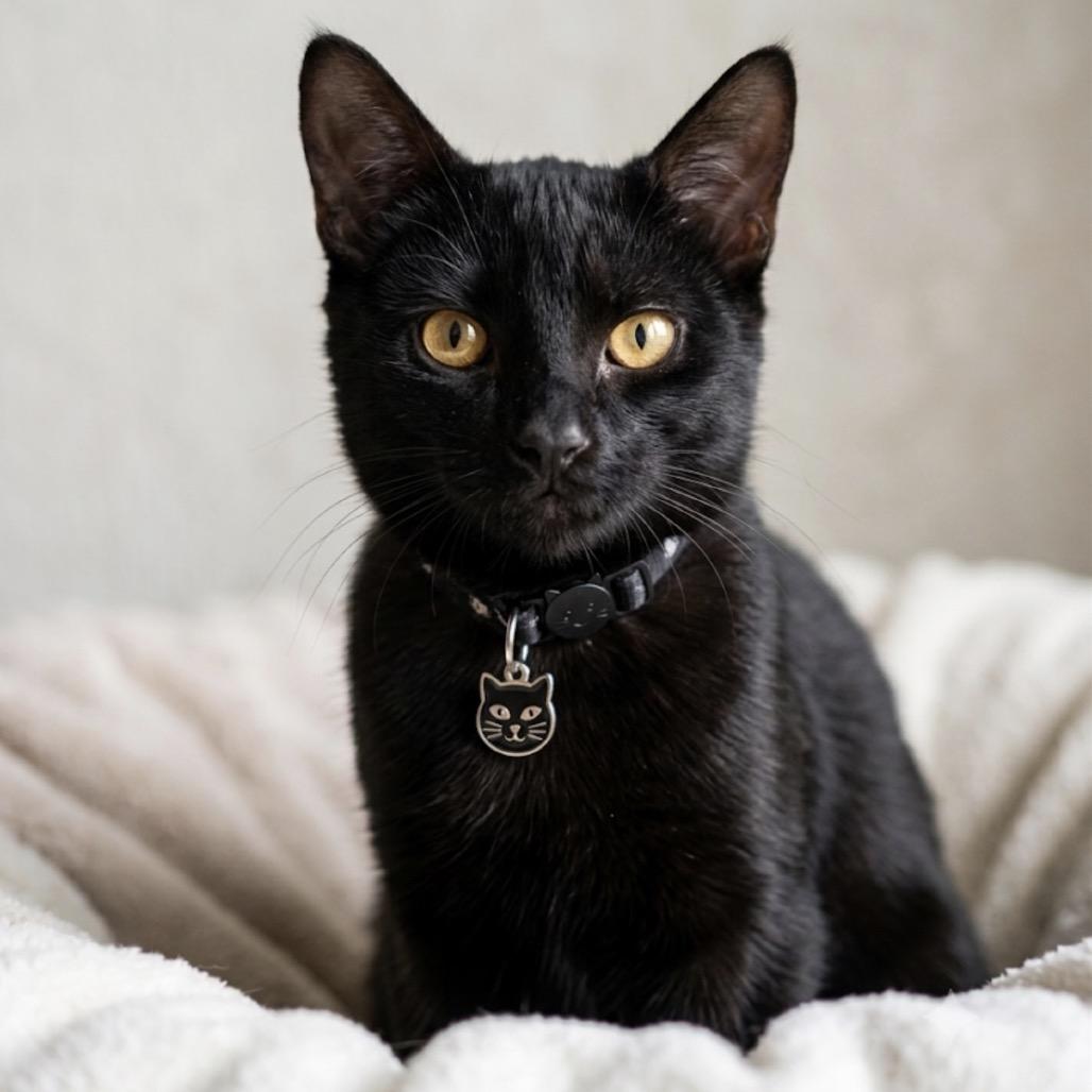 Tiny, Adoptable, Young Female Domestic Short Hair.