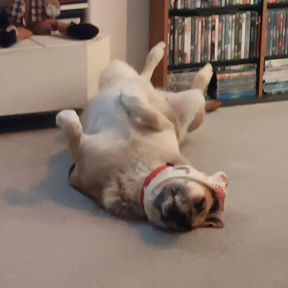 Sally, Adoptable, Adult Female German Shepherd Dog.