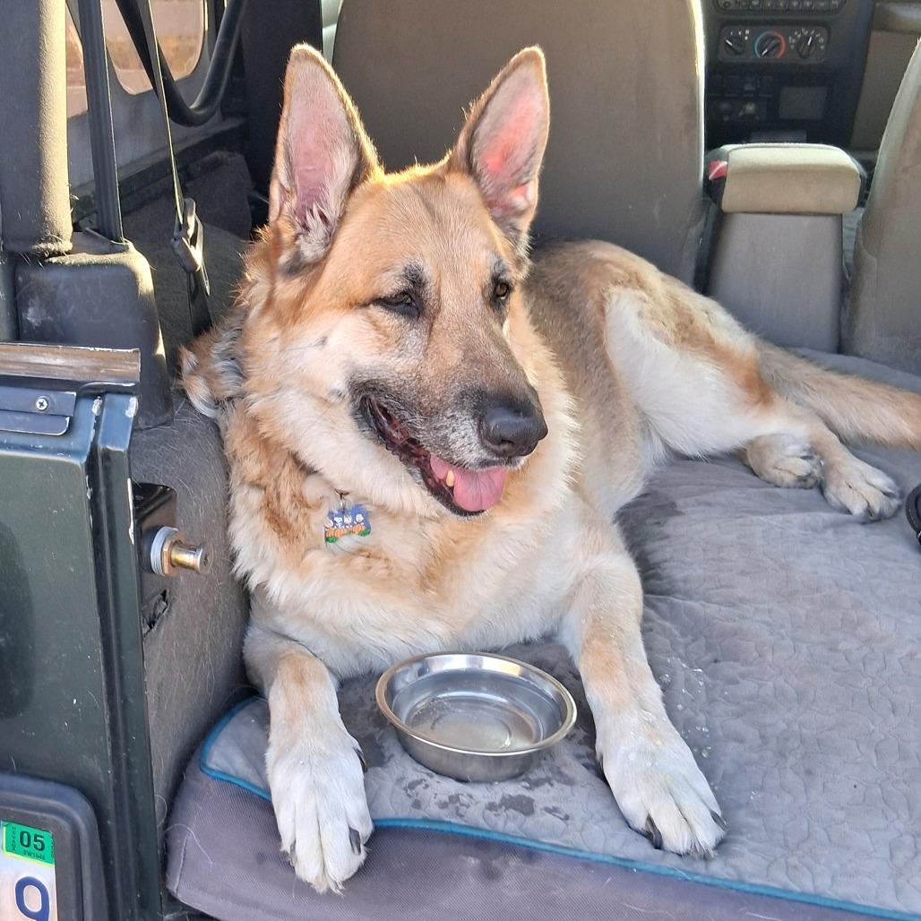 Enlarge Sally, a Adoptable German Shepherd Dog in Las Vegas, NV image 2/6