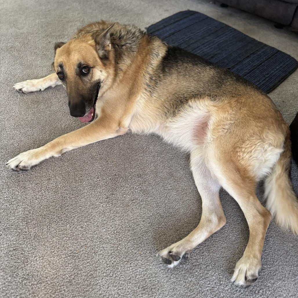 Sally, a Adoptable German Shepherd Dog in Las Vegas, NV image 1/3