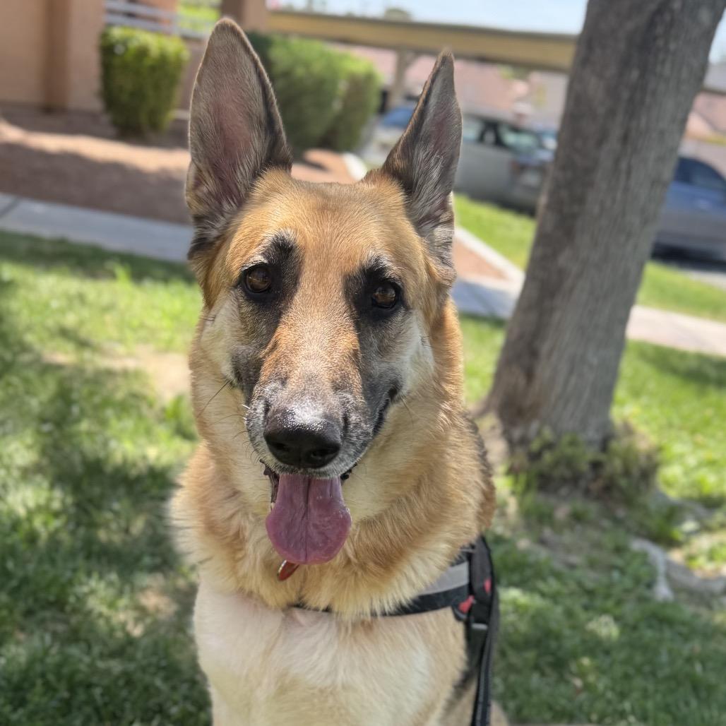 Sally, a Adoptable German Shepherd Dog in Las Vegas, NV image 2/3