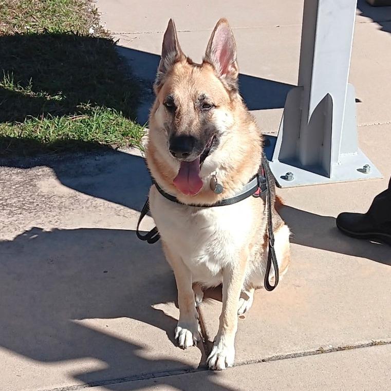 Enlarge Sally, a Adoptable German Shepherd Dog in Las Vegas, NV image 5/6