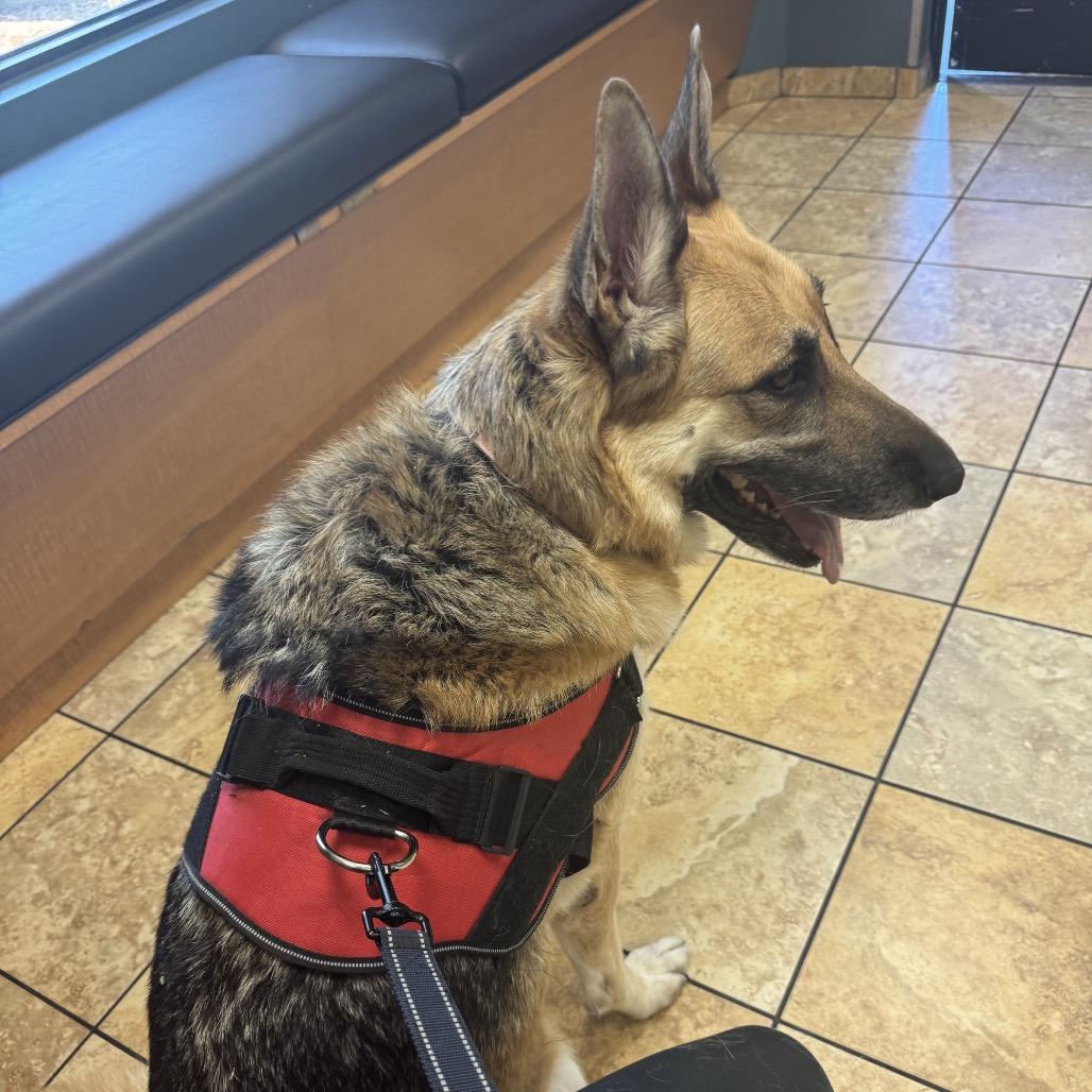 Sally, a Adoptable German Shepherd Dog in Las Vegas, NV image 3/3