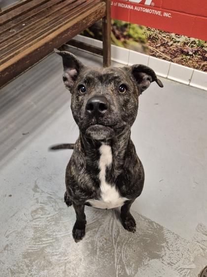 Enlarge Odie, an adopted Pit Bull Terrier in Lafayette, IN image 1/1
