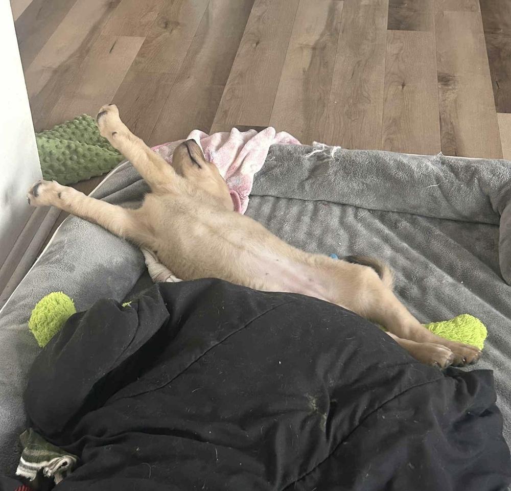 Patsy, a ADOPTABLE mixed breed in China Township, MI image 3/5