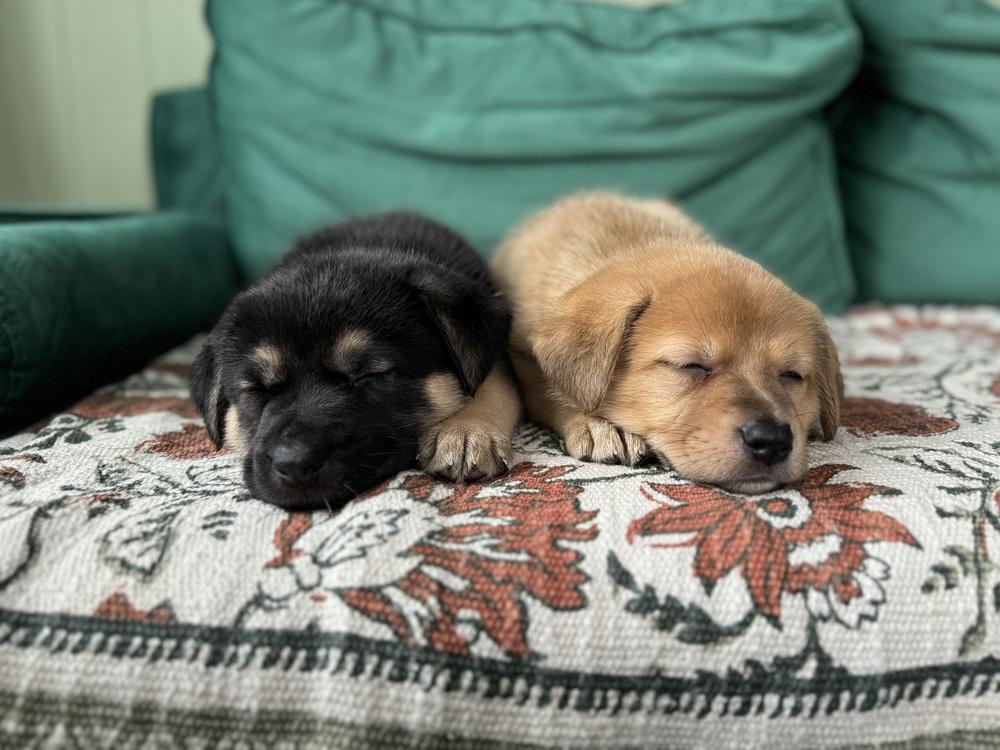 Patsy, a ADOPTABLE mixed breed in China Township, MI image 4/5