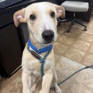 Rooster, Adoptable, Puppy Male Pit Bull Terrier.