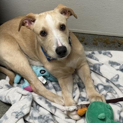 Enlarge Rooster, a Adoptable mixed breed in Worcester, MA image 2/2