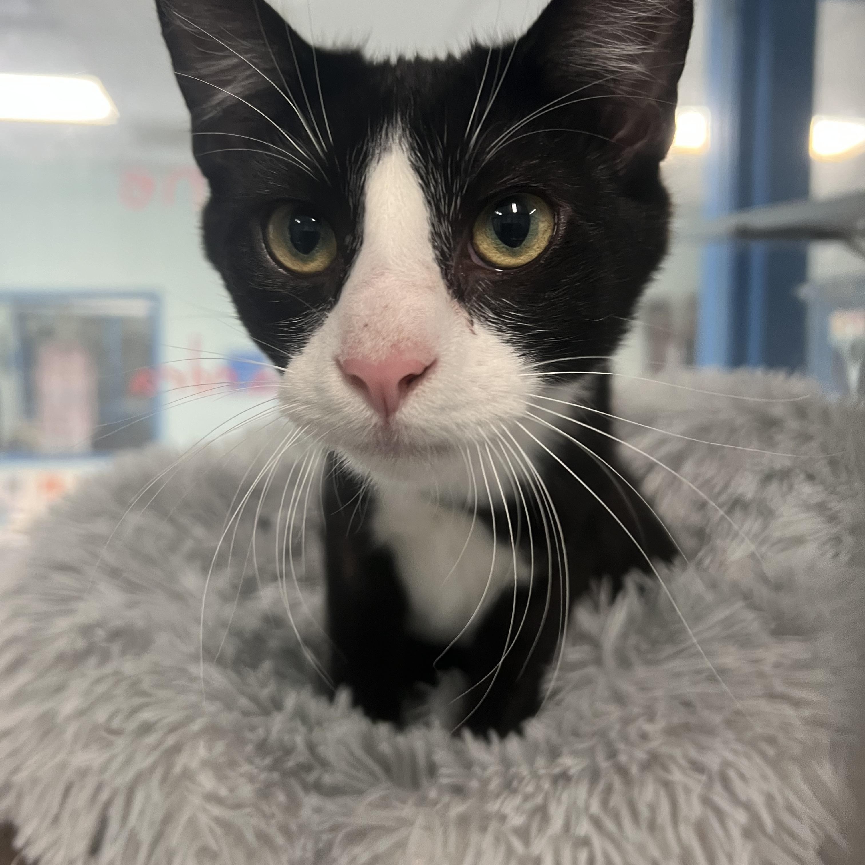 Enlarge Antigone & Cassandra (Bonded pair) *Adoption Fee Sponsored*, a ADOPTABLE Domestic Short Hair in Berryville, VA image 2/3