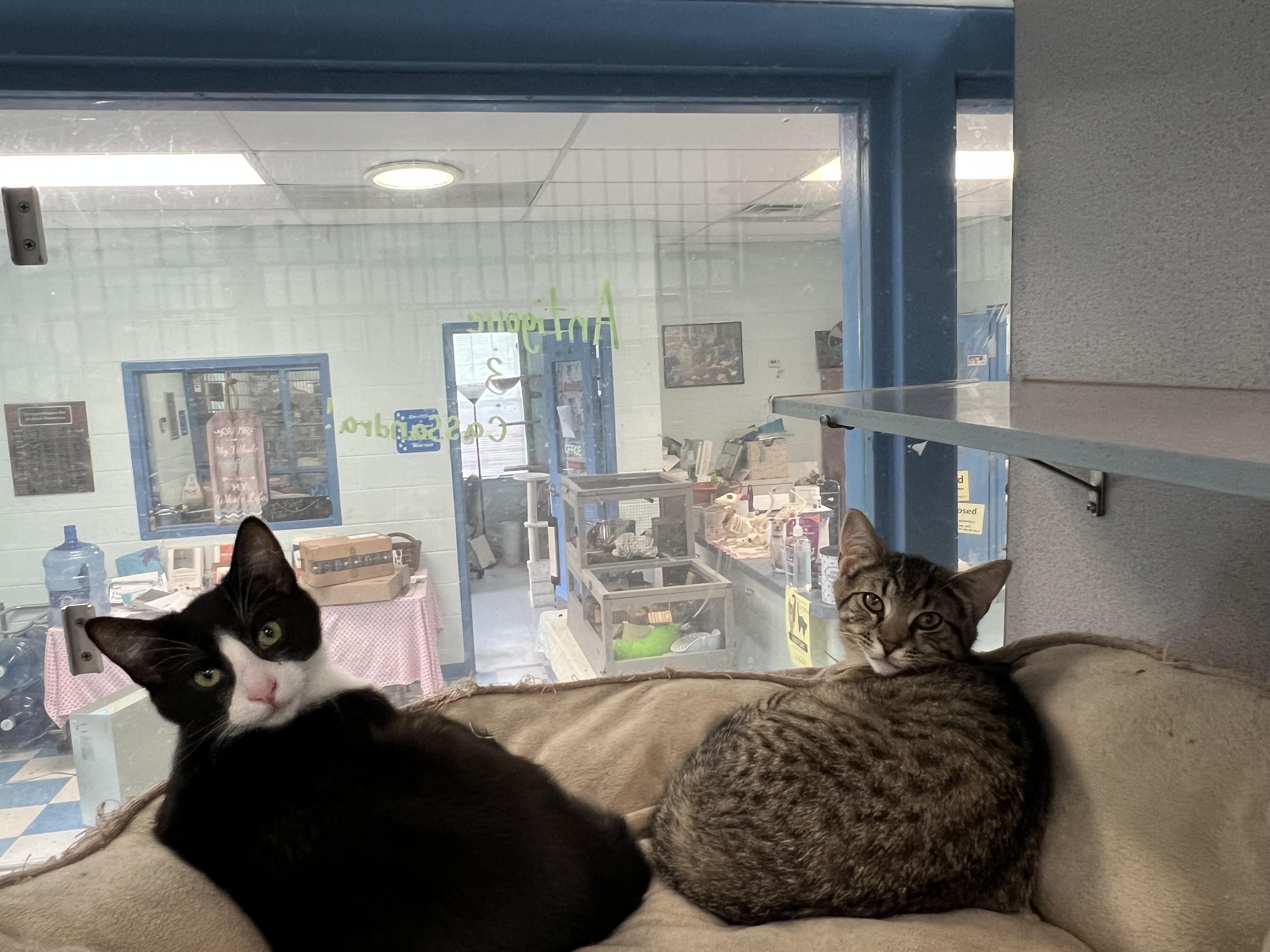 Enlarge Antigone & Cassandra (Bonded pair) *Adoption Fee Sponsored*, a ADOPTABLE Domestic Short Hair in Berryville, VA image 1/3