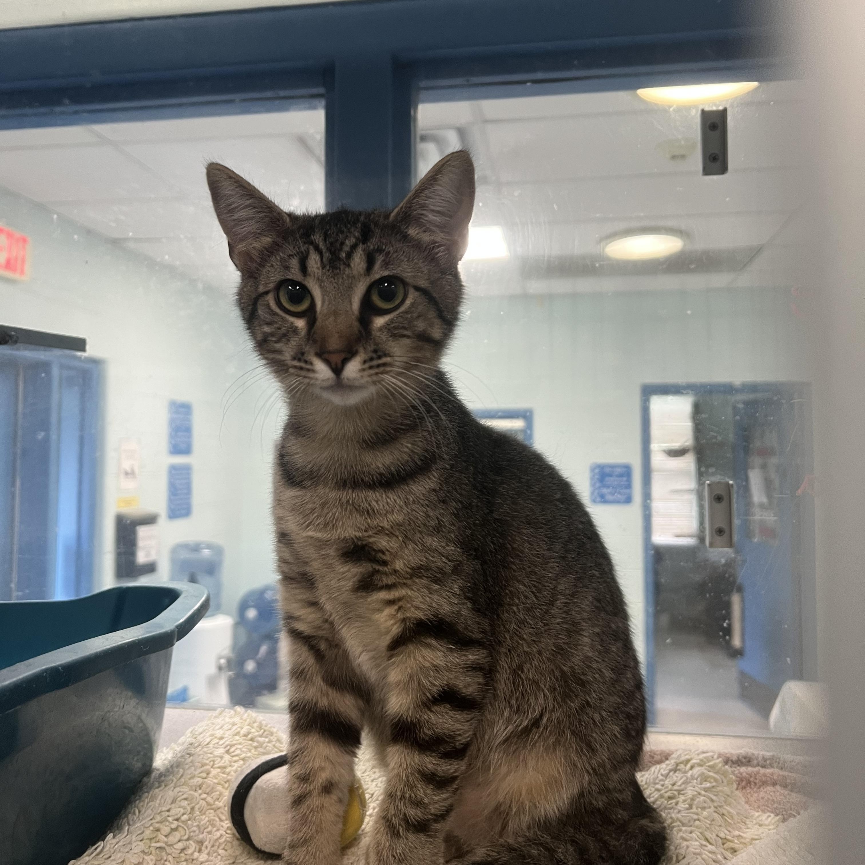 Enlarge Antigone & Cassandra (Bonded pair) *Adoption Fee Sponsored*, a ADOPTABLE Domestic Short Hair in Berryville, VA image 3/3