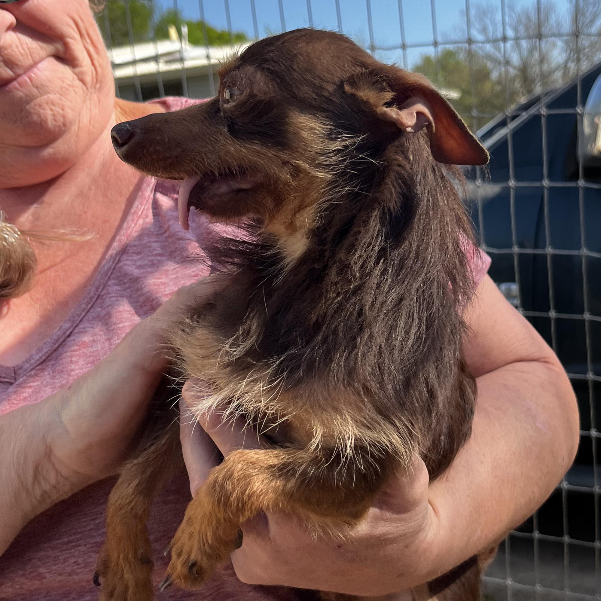 Enlarge Napoleon, an adoptable mixed breed in Clarence Center, NY image 4/4