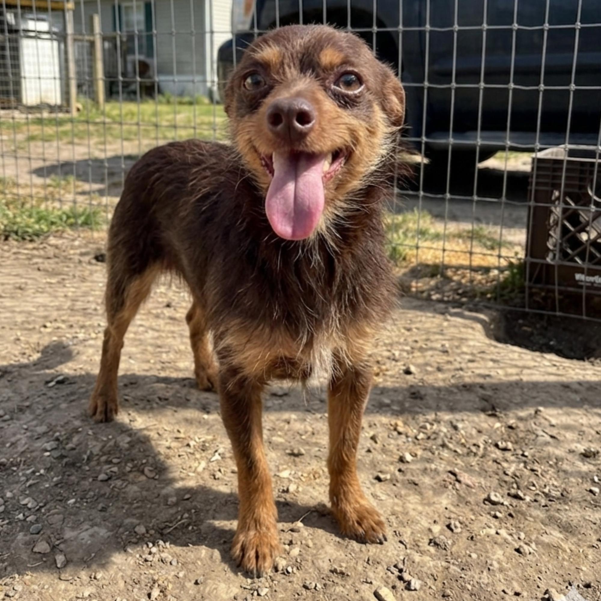Enlarge Napoleon, an adoptable mixed breed in Clarence Center, NY image 3/4
