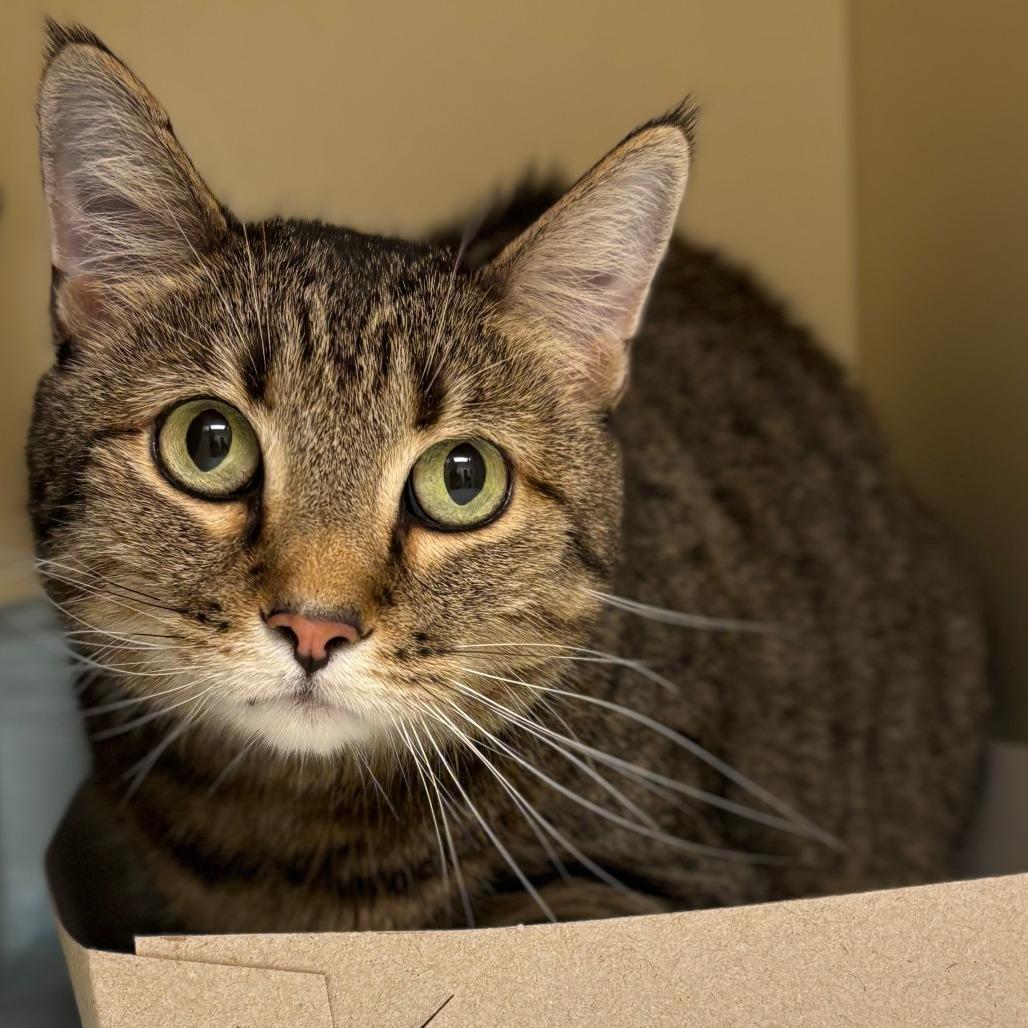 Marigold, Adoptable, Senior Female Domestic Short Hair.