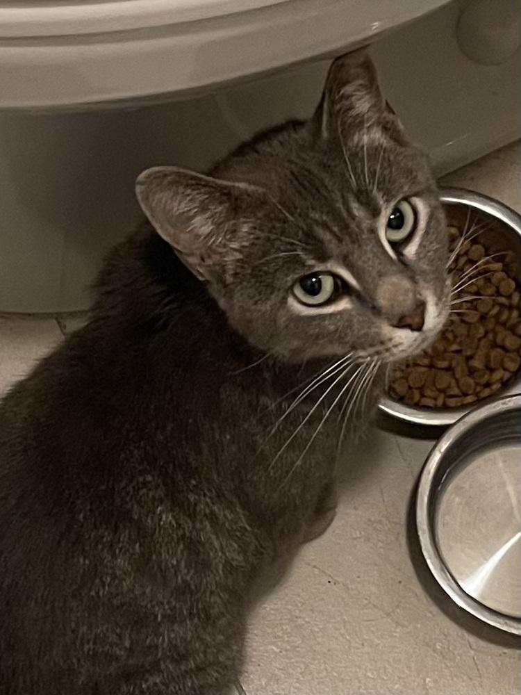 Twilight — thumbnail 3