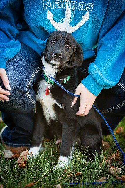 Enlarge Ben (nka Houston), a Adopted mixed breed in Johnston, IA image 1/1