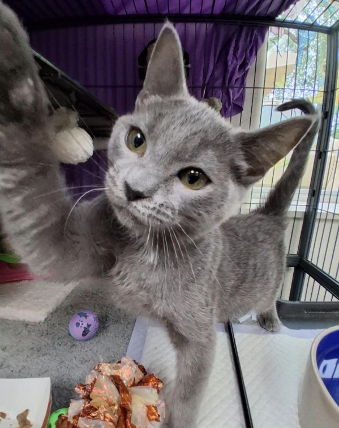 Enlarge Happy, a Adopted Domestic Short Hair in Wasilla, AK image 1/1