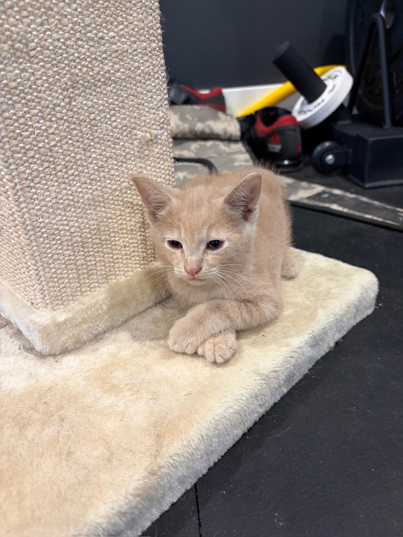 Rigby, a ADOPTABLE Tabby in Woodinville, WA image 3/6