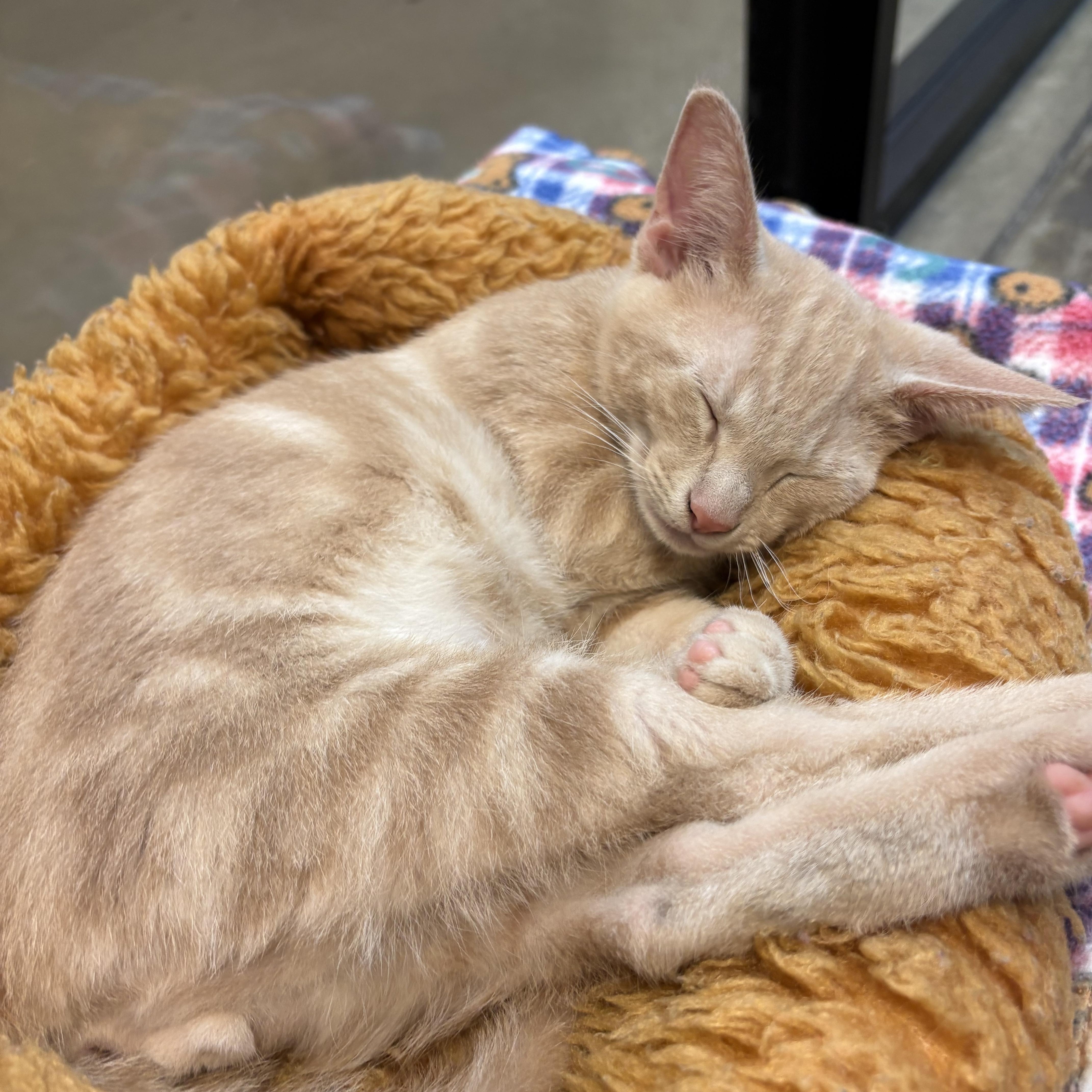 Rigby, a ADOPTABLE Tabby in Woodinville, WA image 6/6