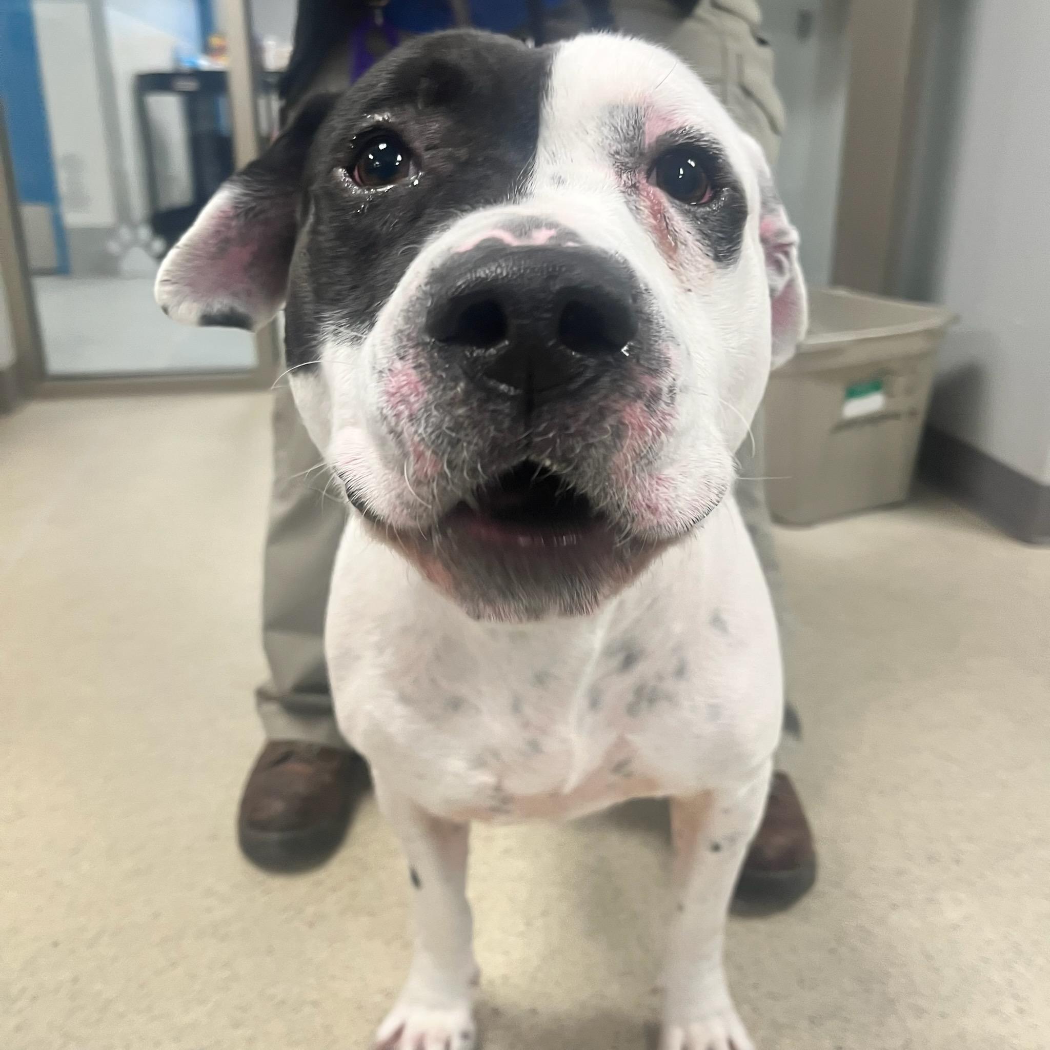 Buddy (ID 40056/585), an adoptable American Bully in Manassas, VA image 3/3