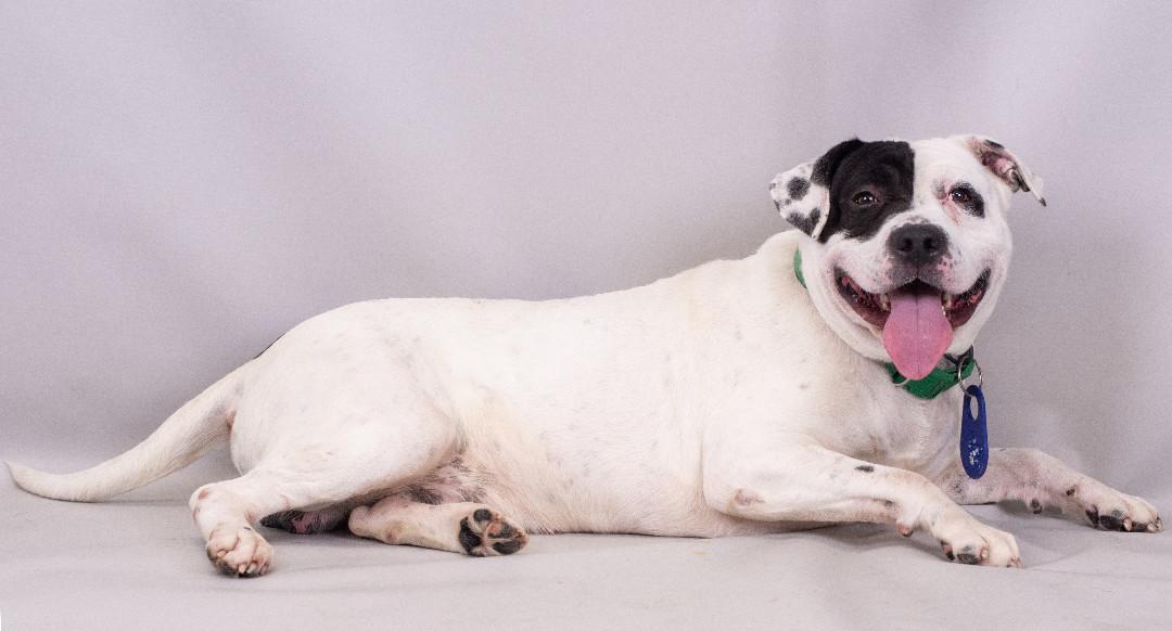 Buddy (ID 40056/585), an adoptable American Bully in Manassas, VA image 2/3