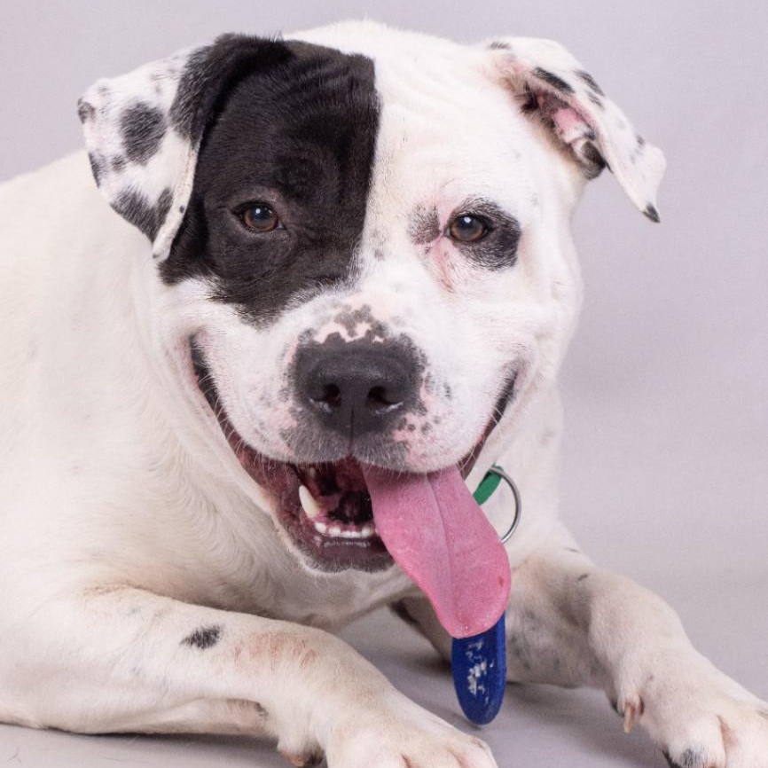 Buddy (ID 40056/585), an adoptable American Bully in Manassas, VA image 1/3