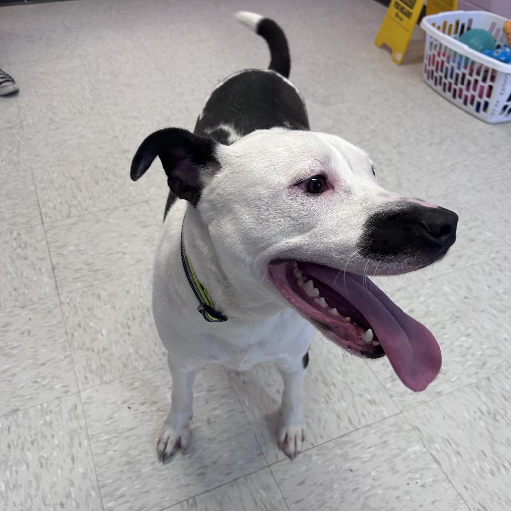 Enlarge Colossus, a Adoptable mixed breed in Binghamton, NY image 1/6