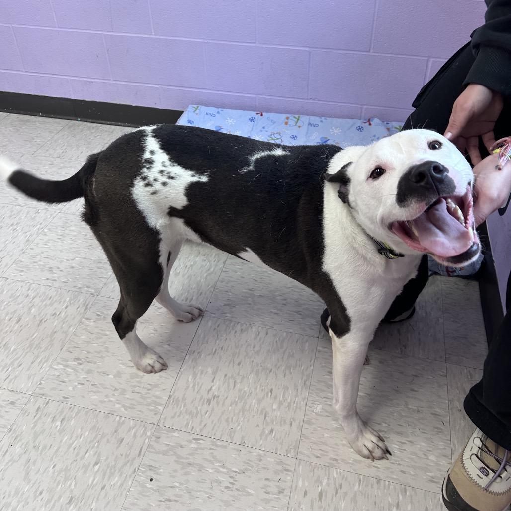 Enlarge Colossus, a Adoptable mixed breed in Binghamton, NY image 2/6