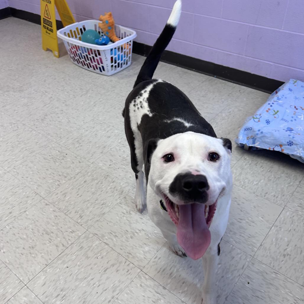 Enlarge Colossus, a Adoptable mixed breed in Binghamton, NY image 4/6